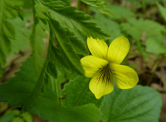 Yellow Violet