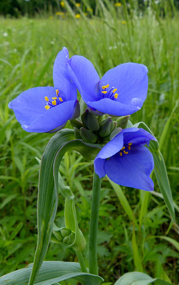 Spiderwort
