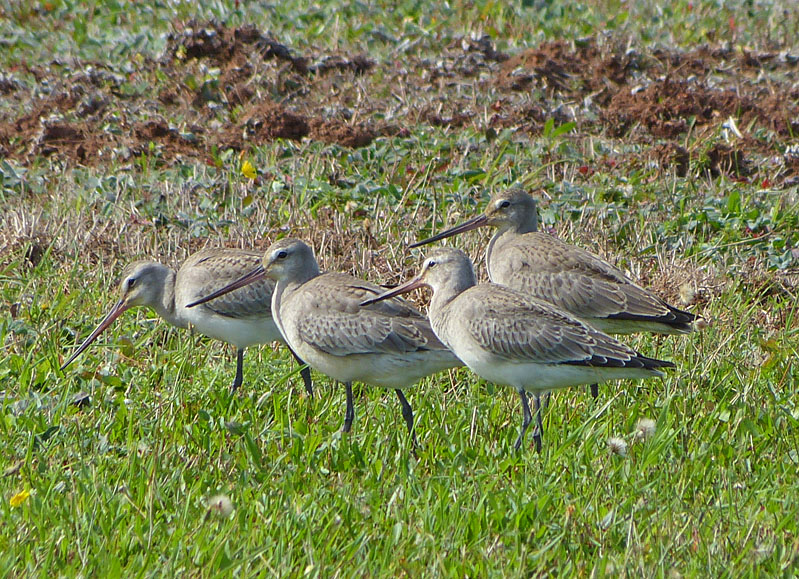 Hudsonian Godwits