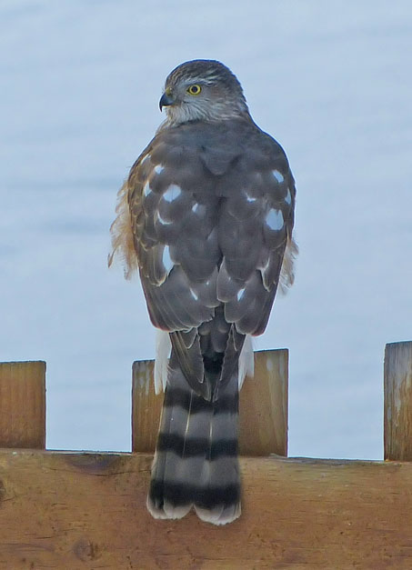 Sharp-shinned Hawk