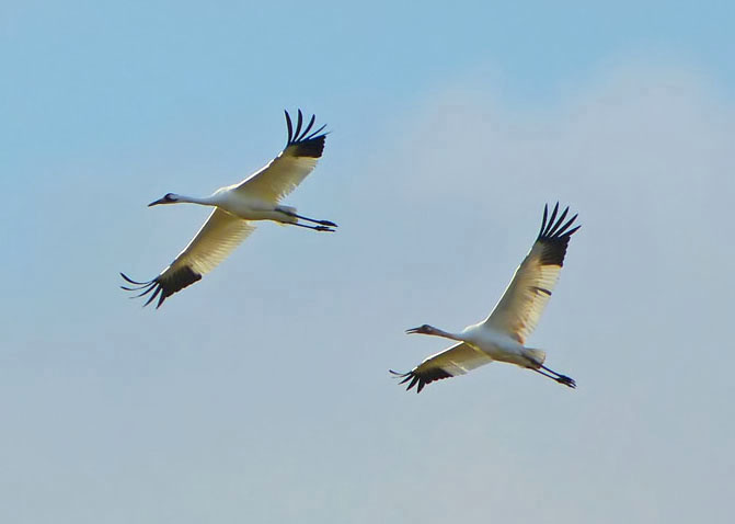 Whooping Cranes