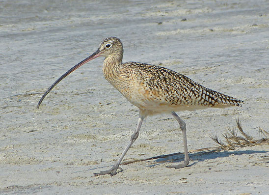 Long-billed Curlew