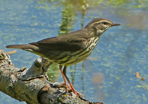 Northern Waterthrush