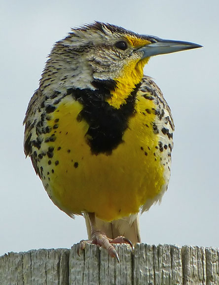 Western Meadowlark