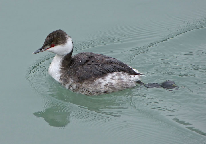 Horned Grebe