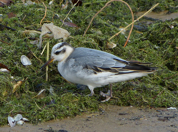 Red Phalarope