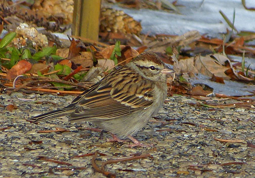 Chipping Sparrow