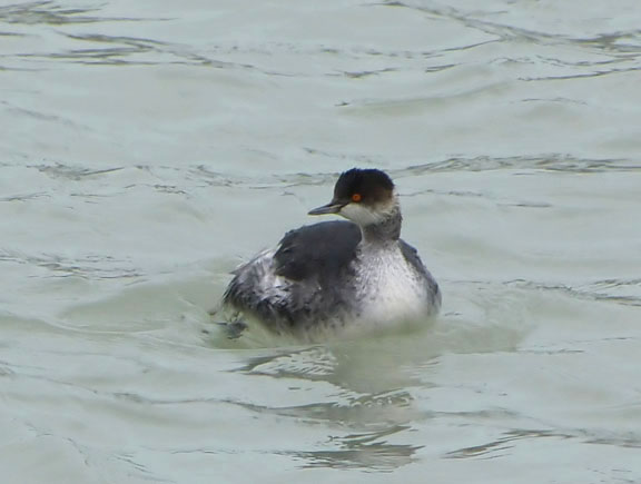 Eared Grebe
