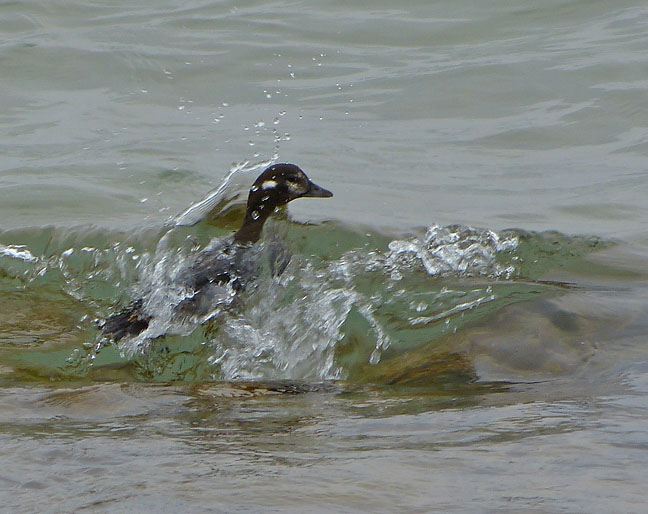 Harlequin Duck