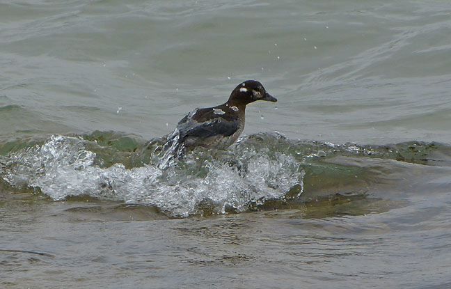 Harlequin Duck