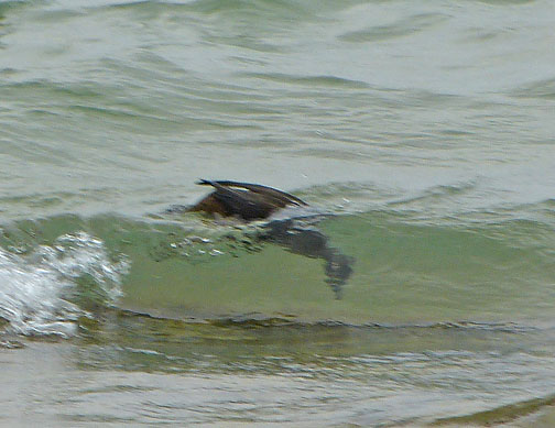Harlequin Duck