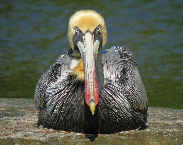 Brown Pelican
