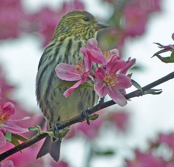 Pine Siskin