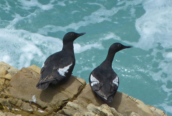 Pigeon Guillemot