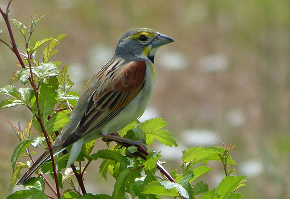 Dickcissel