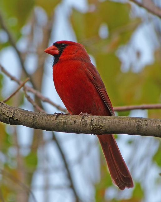 Northern Cardinal