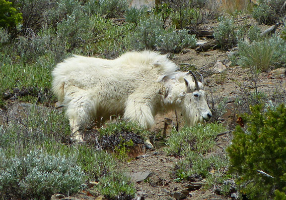 Mountain Goat