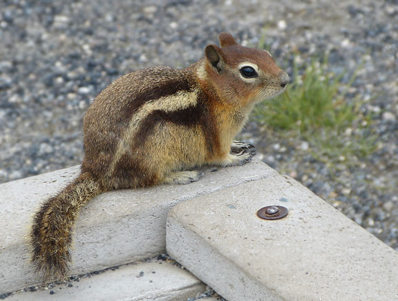 Golden-mantled Ground Squirrel