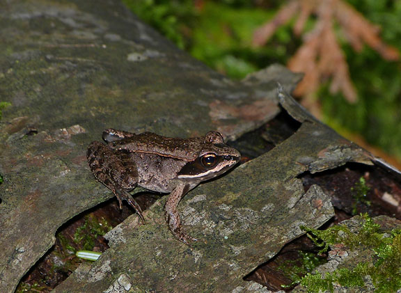 Wood Frog