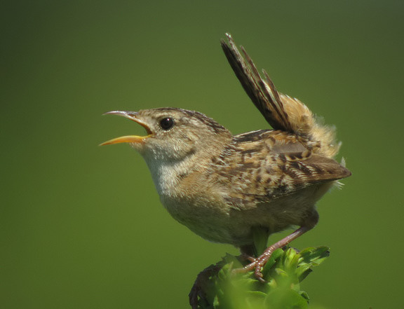 Sedge Wren