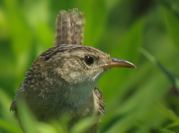 Sedge Wren