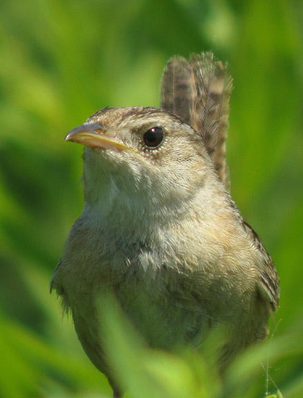 Sedge Wren