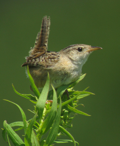 Sedge Wren