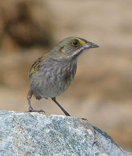 Seaside Sparrow