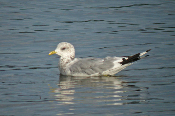 Mew Gull