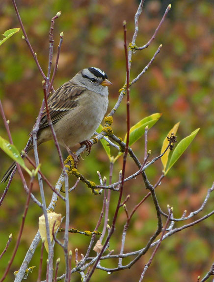 White-crowned Sparrow
