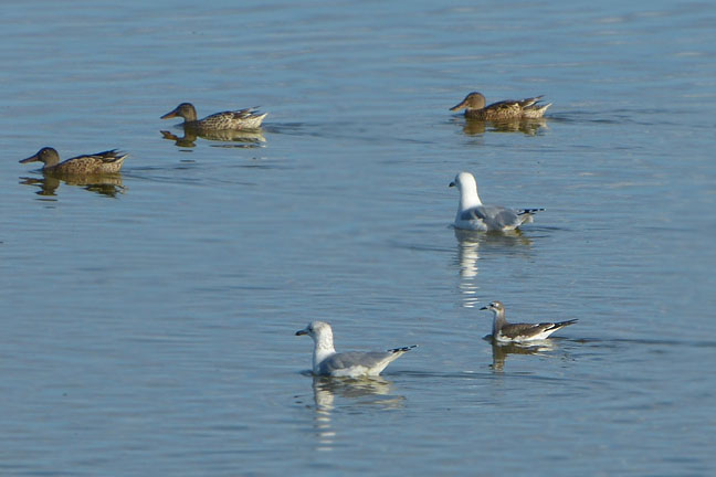 Sabines Gull