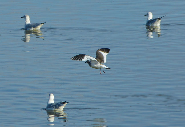 Sabines Gull