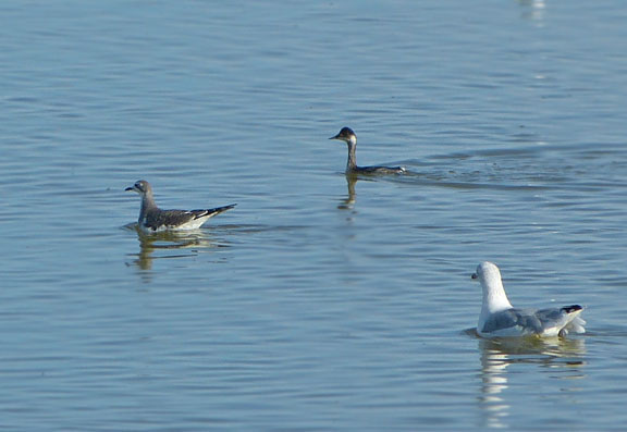Sabines Gull
