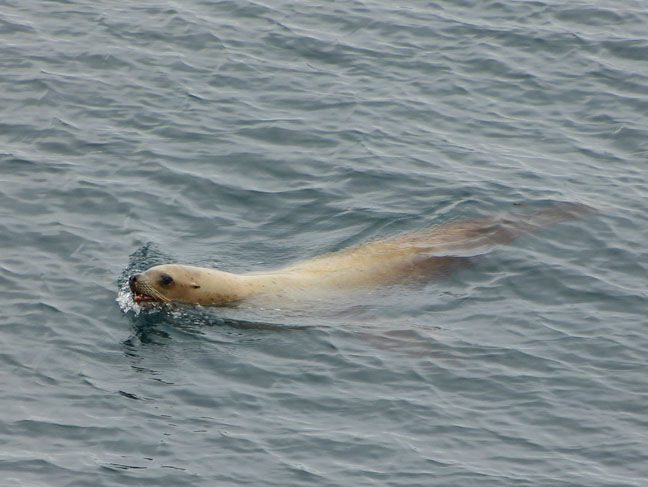 Harbor Seal