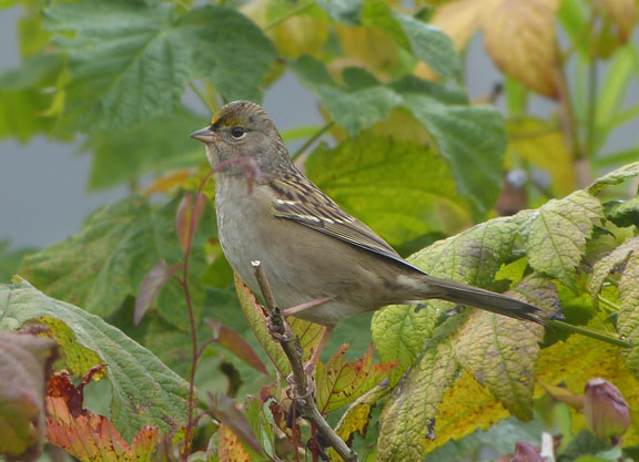 Golden-crowned Sparrow