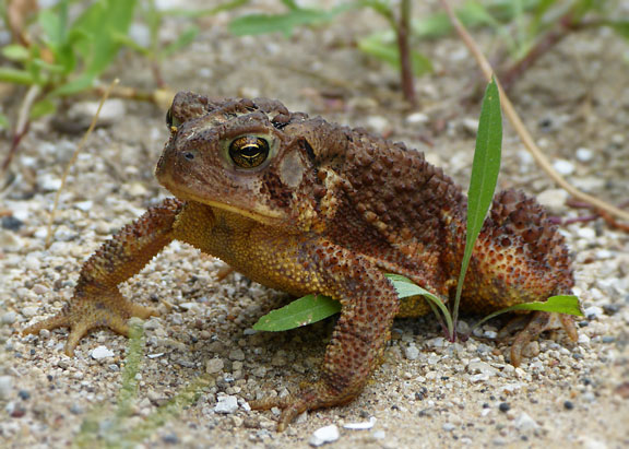 American Toad