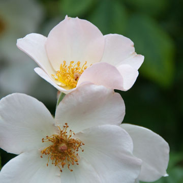 roses at Loose Park