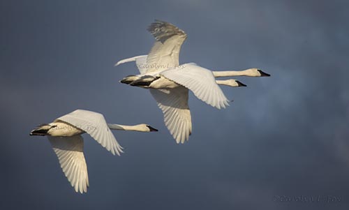 Flying Trumpeters