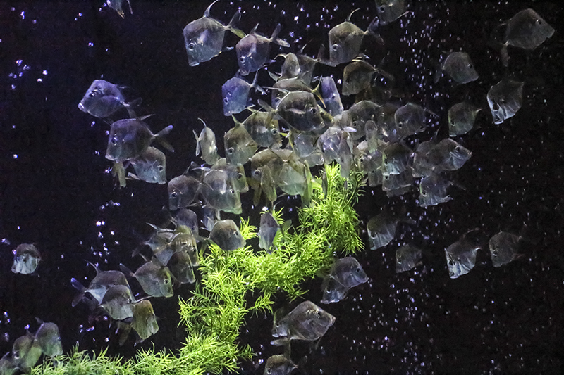 Sea Life - Vicki Hedberg