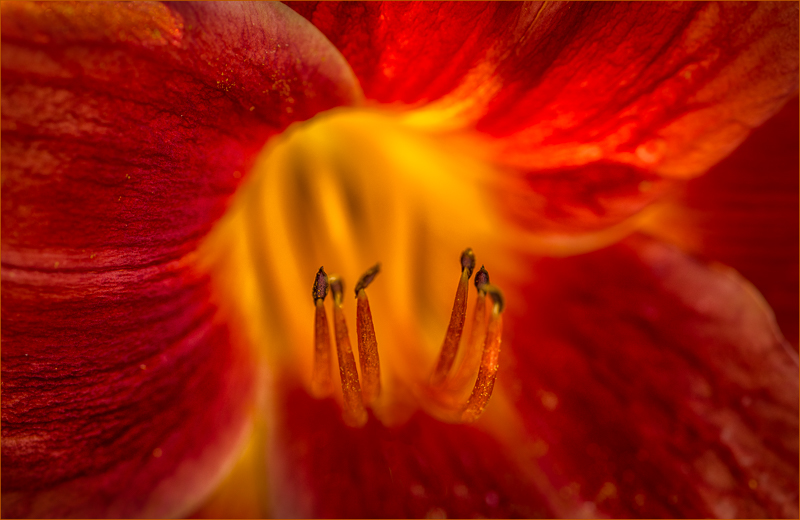 A - Daylilly