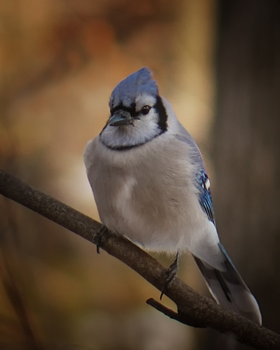 Blue Jay