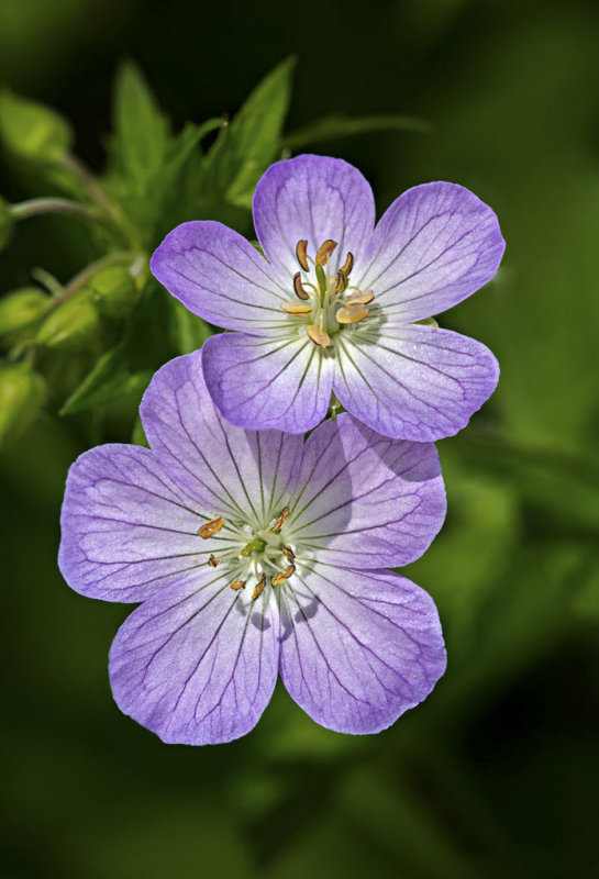 May 2015 - Spring - Spring Geraniums - Dale Edsen