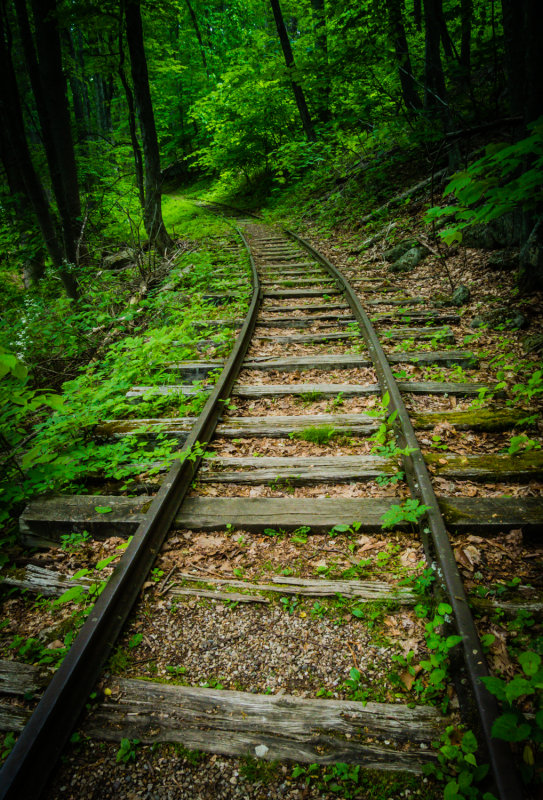August 2015 - Leading Lines - Into The Woods - Linda Hanley