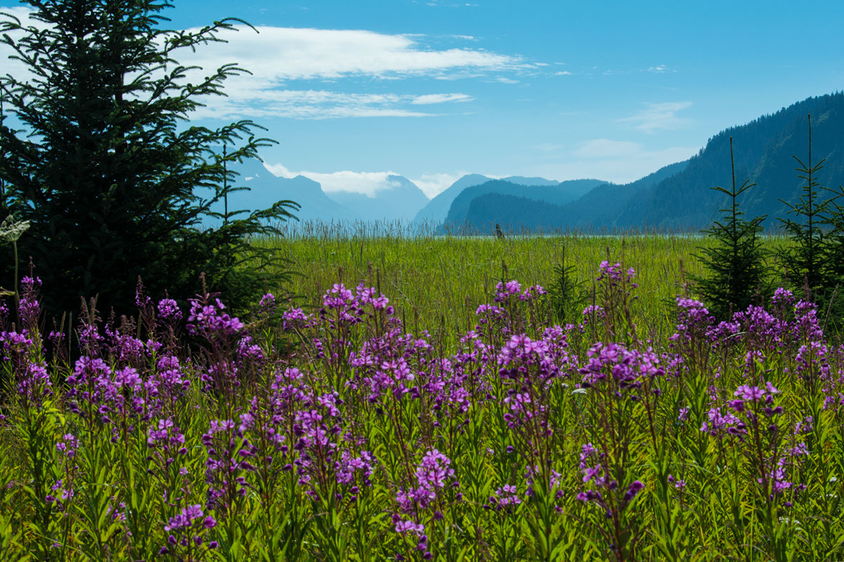 Tonsina Fireweed