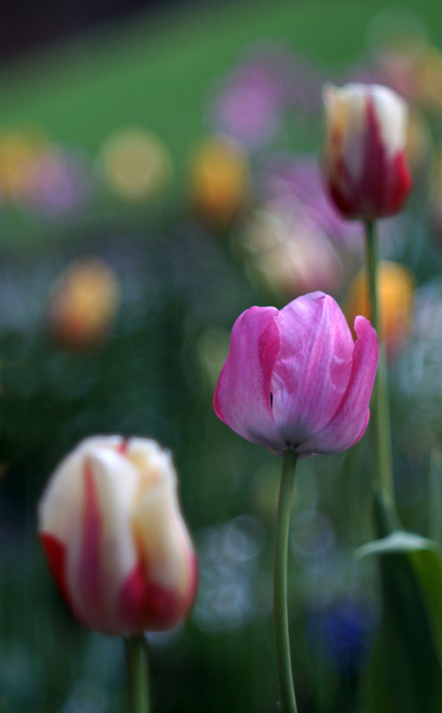 1024 Tulips Middleton.jpg