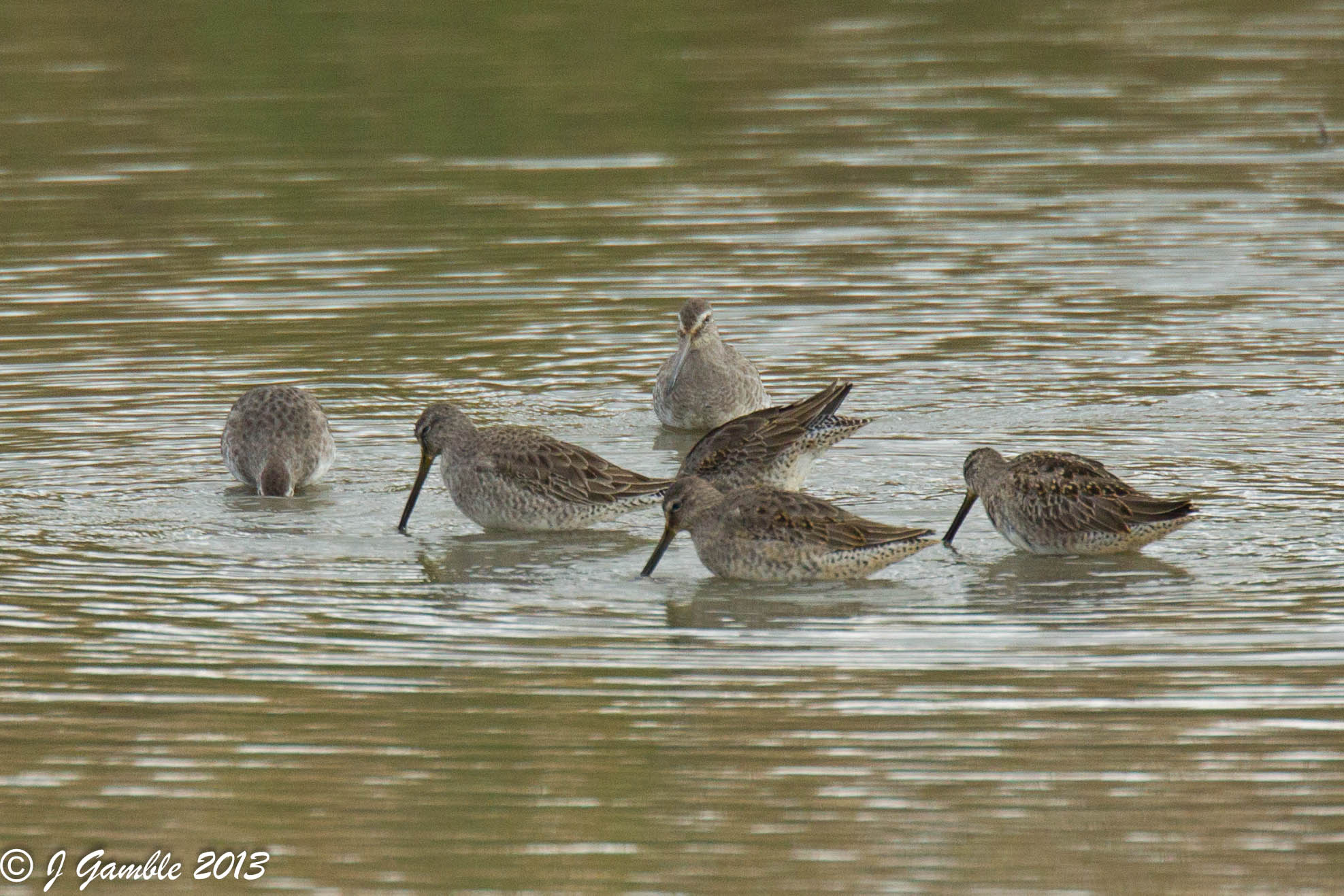 Long-billed Dowitchers.jpg