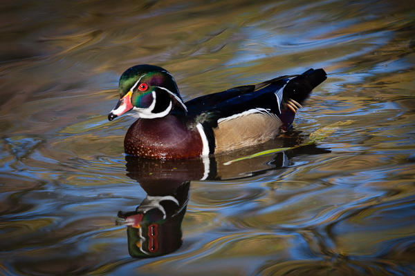 Wood Duck.JPG