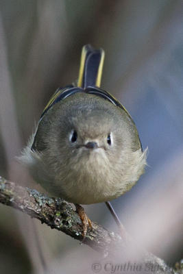 Angry Bird.JPG