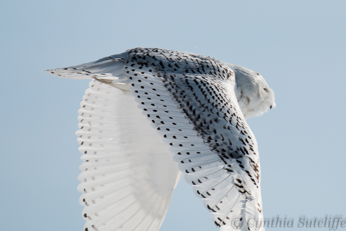 Snowy Owl In Flight Again From Pole to Knoll
