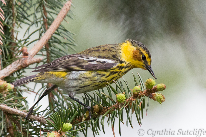 Cape May Warbler